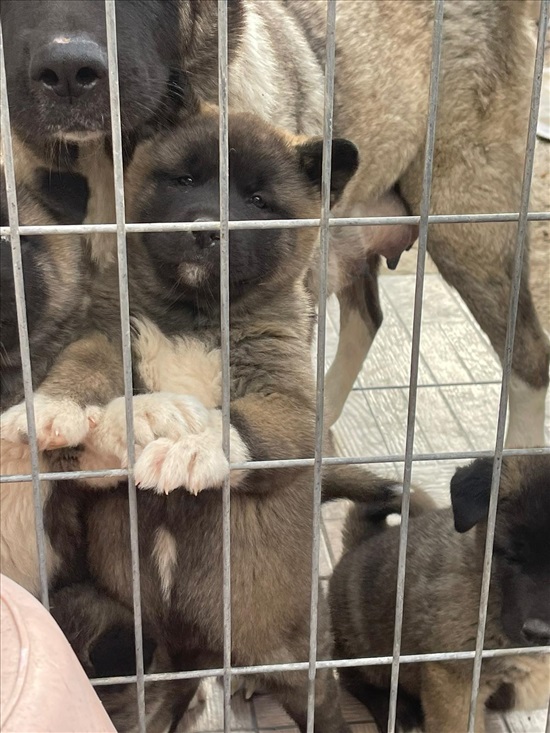 תמונה 6 ,כלבים אקיטה אמריקאי   אקיטה למכירה בבית שמש
