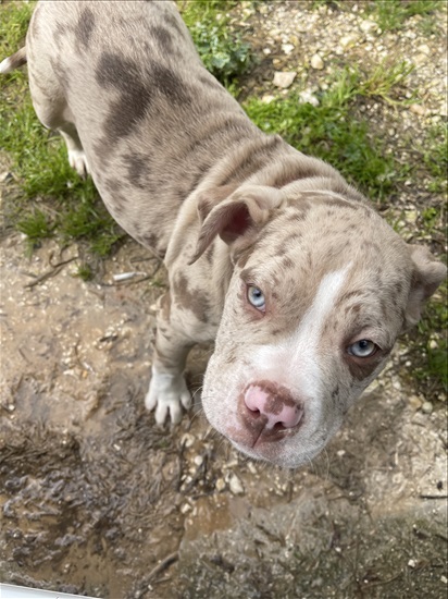 תמונה 2 ,כלבים בולדוג אמריקאי   פטראה  למכירה בכפר רות