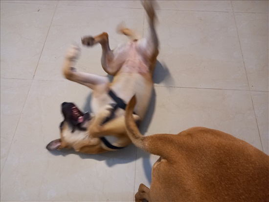 תמונה 6 ,כלבים מעורב   זיוה  למסירה בעמנואל