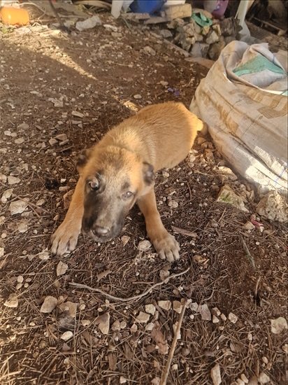 תמונה 4 ,כלבים רועה בלגי   נוריאל למכירה בצפת