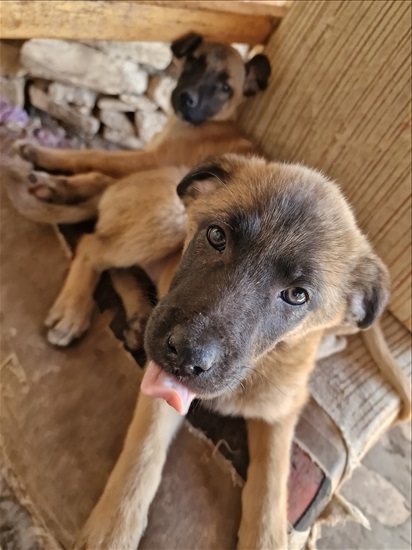 תמונה 6 ,כלבים רועה בלגי   נוריאל למכירה בצפת