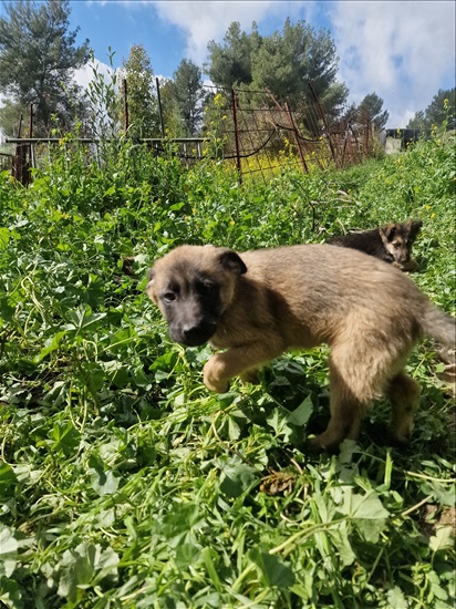 תמונה 7 ,כלבים רועה בלגי   נוריאל למכירה בצפת