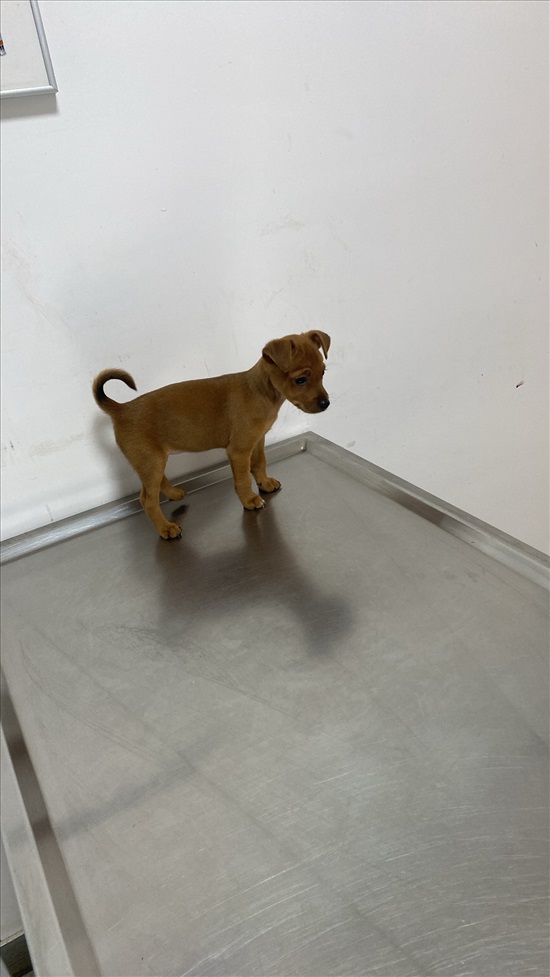תמונה 1 ,כלבים שפיץ מעורב   פראווני למכירה בשדרות המגינים -חיפה