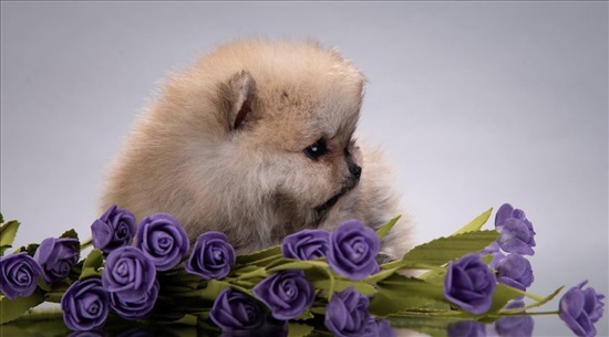 תמונה 3 ,כלבים פומרניאן   פומרניין דובי למכירה בקציר-חריש