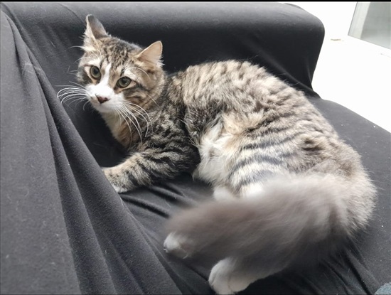 תמונה 1 ,חתולים אנגורה   איזי לאימוץ בגבעת שמואל