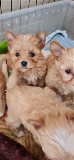 תמונה 6 ,כלבים יורקשייר טרייר   גולדסט  למכירה בעפולה 