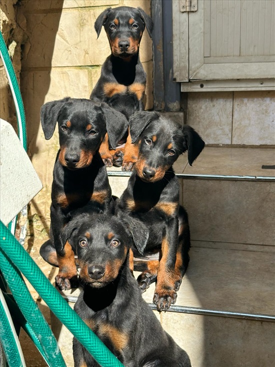 תמונה 1 ,כלבים דוברמן   דוברמן למכירה בעכו