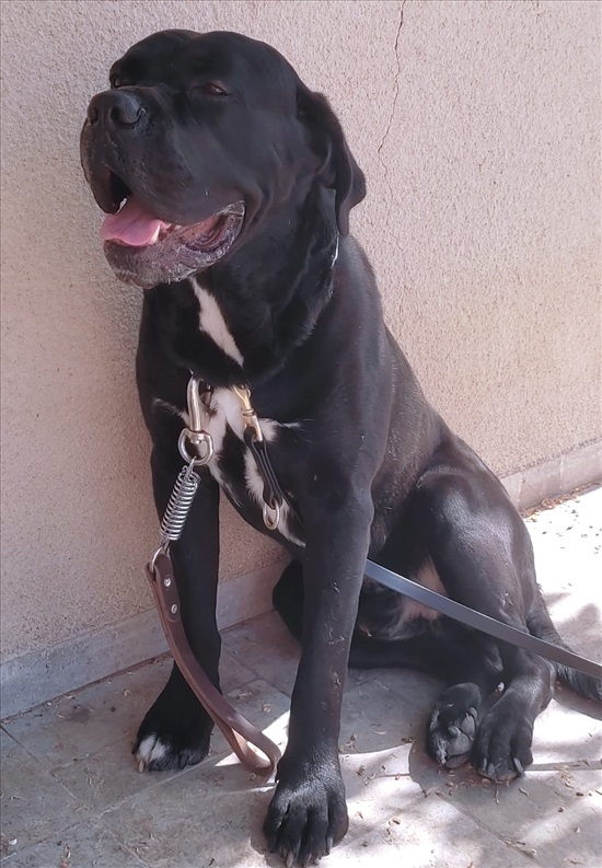 תמונה 4 ,כלבים קאנה קורסו   סרגיי למכירה בקרית חיים
