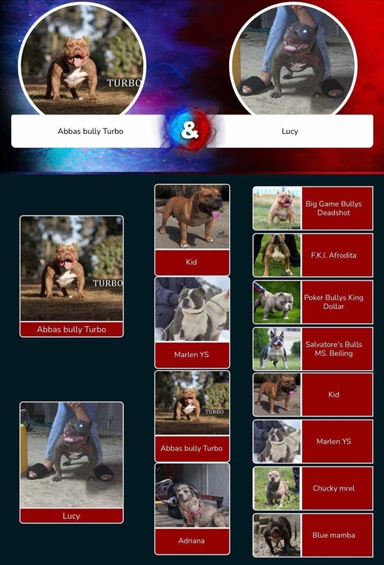 תמונה 8 ,כלבים בולדוג אמריקאי   גורים אמירקן בולי מיקרו למכירה ביאנוח גת