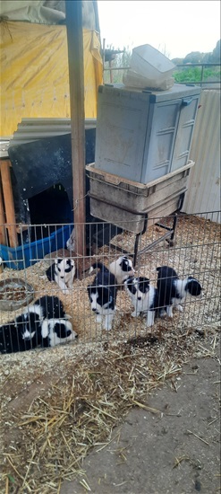 תמונה 2 ,כלבים בורדר קולי   מממ למכירה בחצור הגלילית