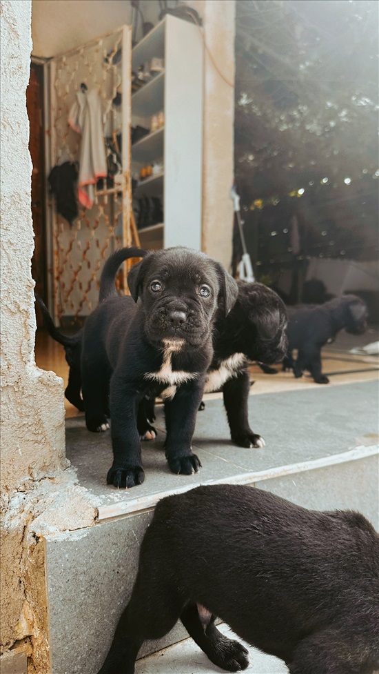 תמונה 1 ,כלבים קאנה קורסו   סרגיי למכירה בקרית חיים