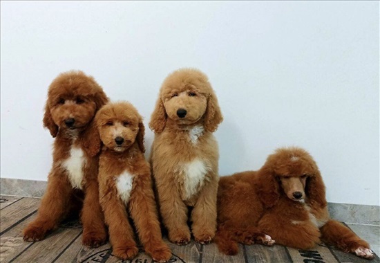 תמונה 1 ,כלבים פודל   פודל קינג מהממים בייבוא למכירה בתל אביב