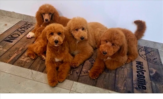 תמונה 2 ,כלבים פודל   פודל קינג מהממים בייבוא למכירה בתל אביב