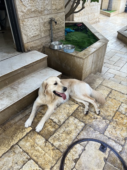 תמונה 1 ,כלבים גולדן רטריבר   ראלף לשידוך בשוהם