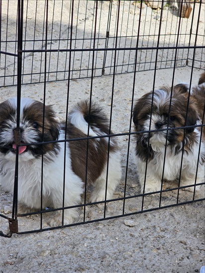 תמונה 6 ,כלבים שי צו   שיצו למכירה במעלות-תרשיחא