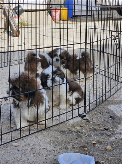 תמונה 7 ,כלבים שי צו   שיצו למכירה במעלות-תרשיחא