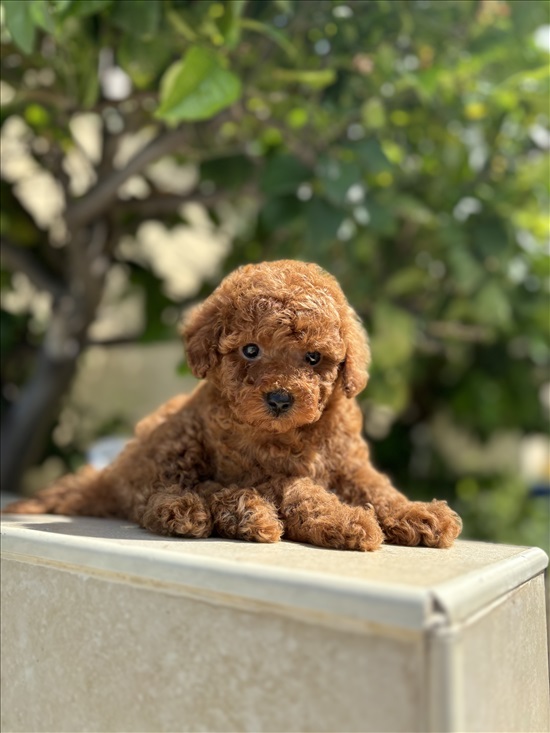 תמונה 1 ,כלבים פודל   פודל למכירה בתל אביב