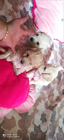 תמונה 2 ,כלבים פודל   Щенки  למכירה בХайфа