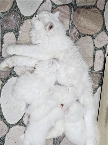 תמונה 2 ,חתולים פרסי   קוקי למכירה בנצרת