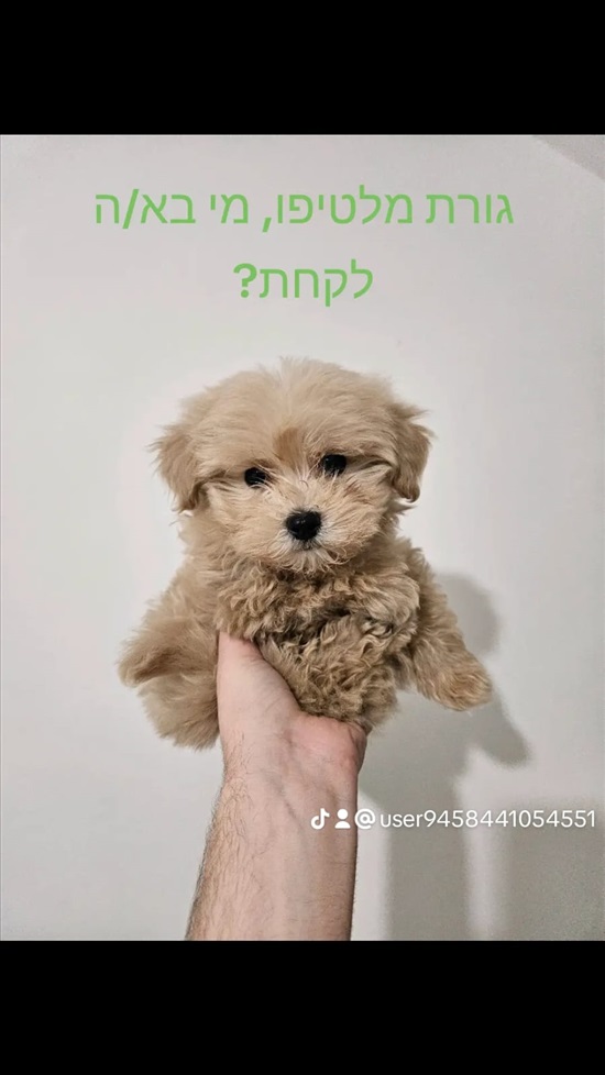 תמונה 1 ,כלבים מלטיפו
   מלטיפו למכירה בירושלים
