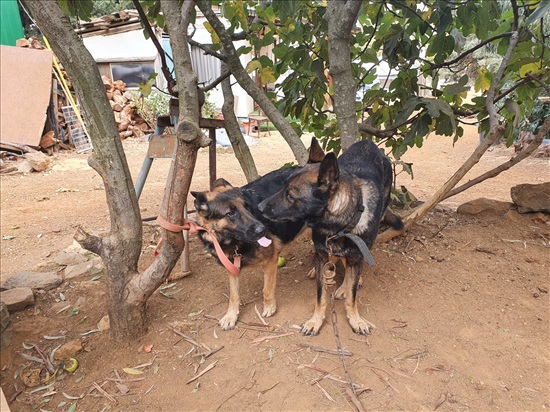 תמונה 4 ,כלבים רועה גרמני   3 גורות למכירה בנמרוד