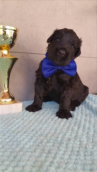 תמונה 2 ,כלבים טרייר רוסי שחור   טרייר רוסי שחור למכירה בHolon