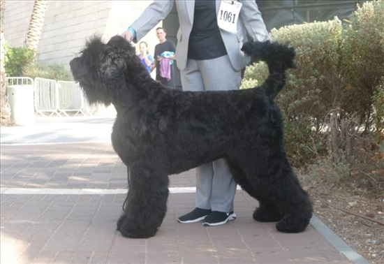 תמונה 6 ,כלבים טרייר רוסי שחור   טרייר רוסי שחור למכירה בHolon