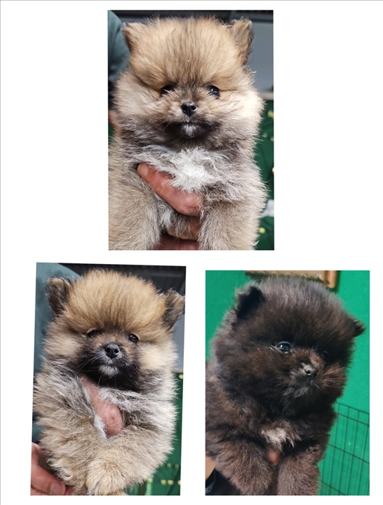 תמונה 1 ,כלבים פומרניאן   פומרניאן למכירה בחולון