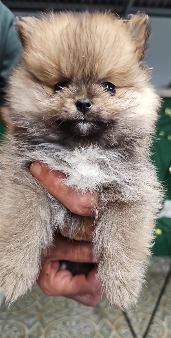 תמונה 2 ,כלבים פומרניאן   פומרניאן למכירה בחולון
