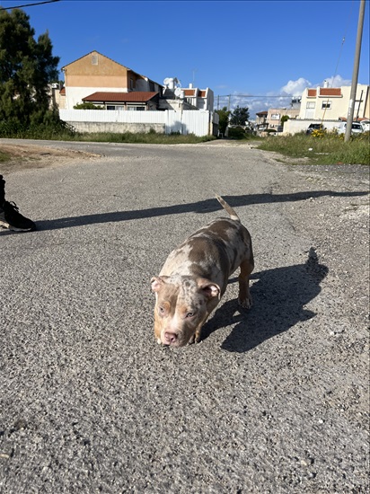 תמונה 2 ,כלבים אחר   אמריקן בולי למכירה בחיפה
