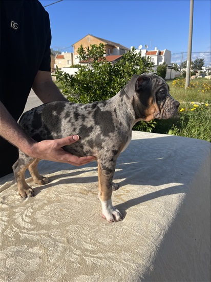 תמונה 5 ,כלבים אחר   אמריקן בולי למכירה בחיפה