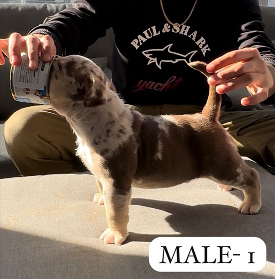 תמונה 3 ,כלבים בולדוג אמריקאי   אמריקן בולי למכירה בקרית מלאכי