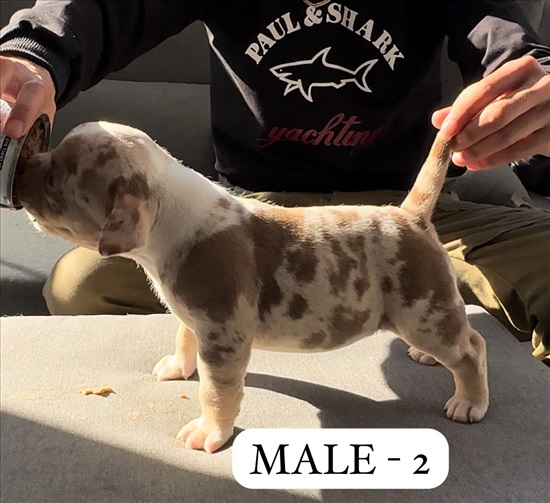תמונה 5 ,כלבים בולדוג אמריקאי   אמריקן בולי למכירה בקרית מלאכי