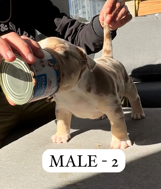 תמונה 6 ,כלבים בולדוג אמריקאי   אמריקן בולי למכירה בקרית מלאכי