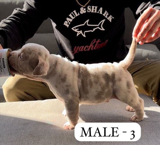 תמונה 7 ,כלבים בולדוג אמריקאי   אמריקן בולי למכירה בקרית מלאכי