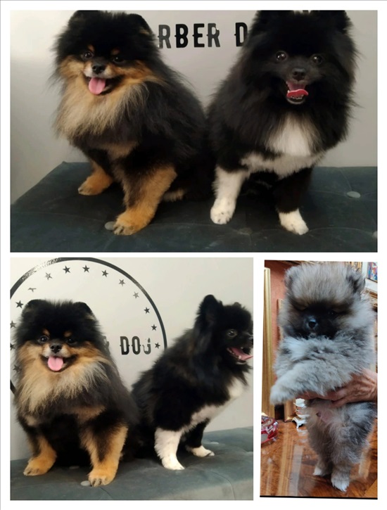 תמונה 5 ,כלבים פומרניאן   פומרניאן למכירה בחולון