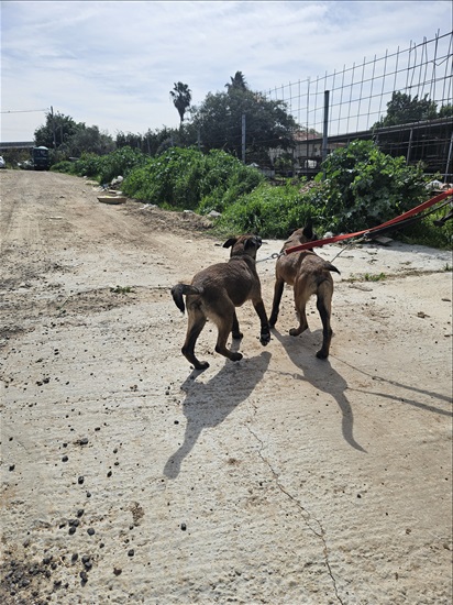 תמונה 2 ,כלבים רועה בלגי   מלינואה  למסירה בגבעת כח