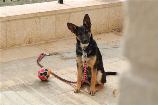 תמונה 1 ,כלבים מעורב   צ'יפס למסירה בירושלים