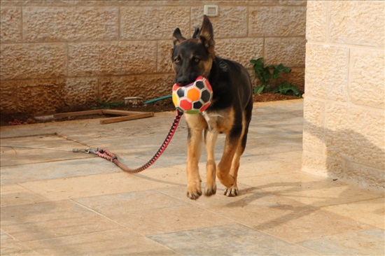 תמונה 4 ,כלבים מעורב   צ'יפס למסירה בירושלים