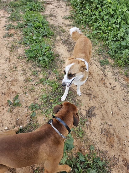 תמונה 2 ,כלבים מעורב   ג'וי למסירה בצורן-קדימה