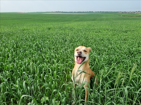 תמונה 3 ,כלבים מעורב   צ'אי למסירה בכוכב מיכאל