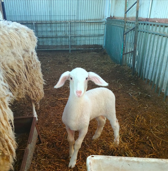תמונה 1 ,חיות משק כבשים   זן אסף למכירה בבת עין