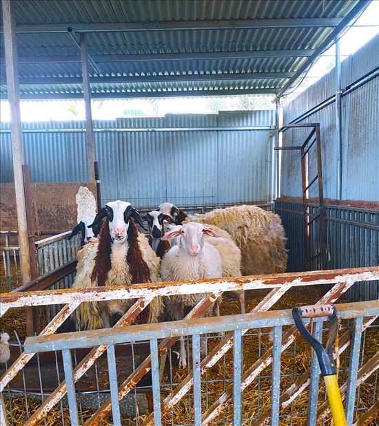 תמונה 2 ,חיות משק כבשים   זן אסף למכירה בבת עין