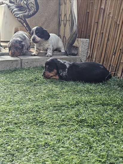 תמונה 3 ,כלבים דקל (תחש)   תחש למכירה בתל אביב