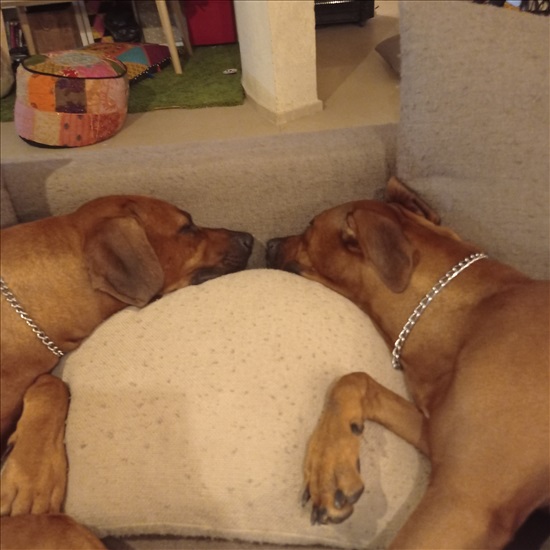 תמונה 3 ,כלבים רידג`בק רודזי   גורים למכירה בניצני עוז