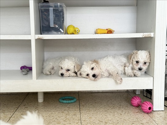 תמונה 3 ,כלבים בישון פריזה   גורי בישון פריזה מושלמים למכירה בהרצליה