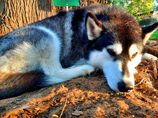 תמונה 4 ,כלבים האסקי סיביר   נאגי לאימוץ בליד אופקים