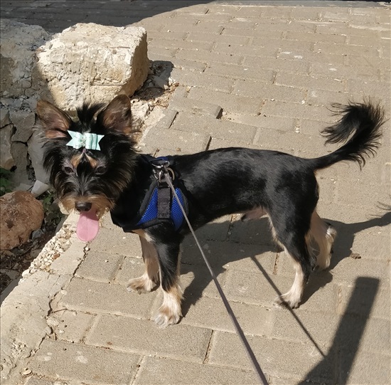 תמונה 2 ,כלבים יורקשייר טרייר   בלאקי’ לשידוך במעלות-תרשיחא