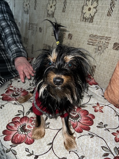 תמונה 3 ,כלבים יורקשייר טרייר   בלאקי’ לשידוך במעלות-תרשיחא