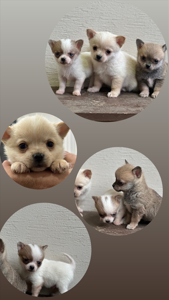 תמונה 1 ,כלבים פומרניאן   גורי פומרניאן למכירה בירכא